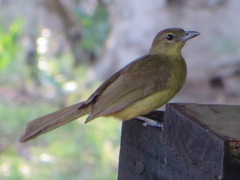 Chlorocichla flaviventris
