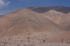 Browningia candelaris