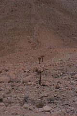 Browningia candelaris