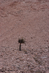 Browningia candelaris