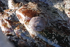 Heliaster helianthus