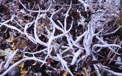 Thamnolia vermicularis vermicularis