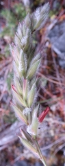 Leymus innovatus