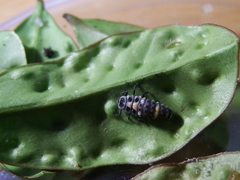 Phrynocaria unicolor