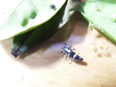 Phrynocaria unicolor