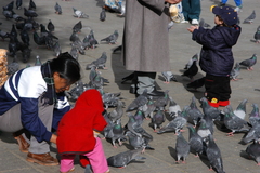 Columba livia domestica
