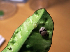 Phrynocaria unicolor