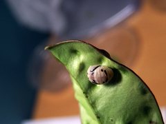 Phrynocaria unicolor