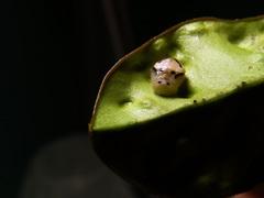 Phrynocaria unicolor