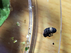 Phrynocaria unicolor