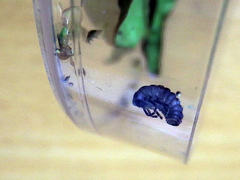 Phrynocaria unicolor