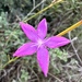 Dianthus ciliatus ciliatus - Photo (c) Sebastian J. Dunkl, some rights reserved (CC BY-NC), uploaded by Sebastian J. Dunkl