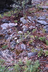 Leymus innovatus