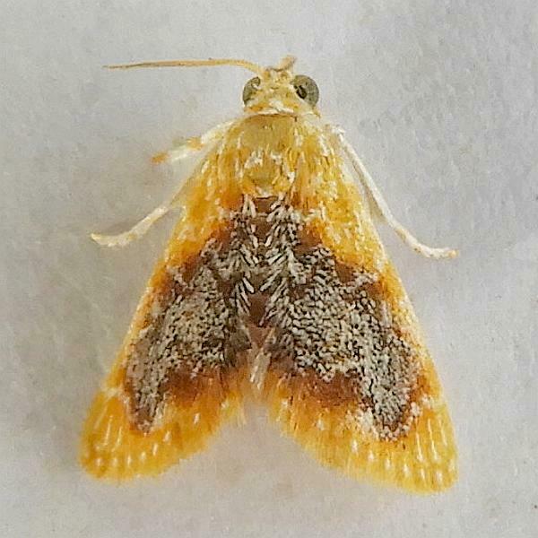 Glaphyria decisa