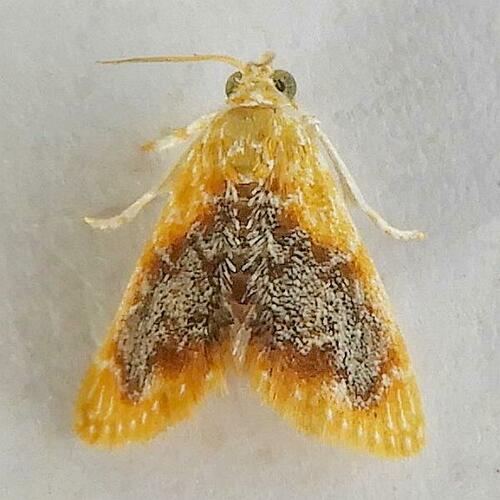 Glaphyria decisa