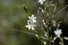 Trihesperus glaucus