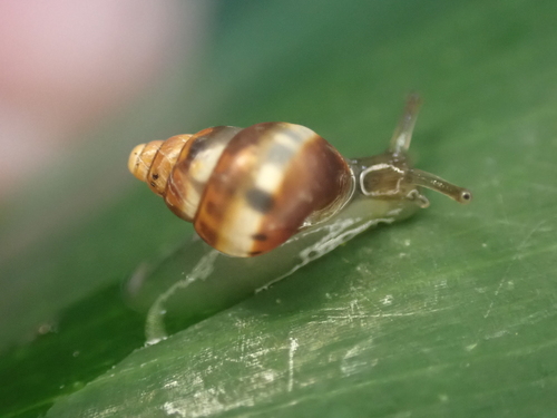 Auriculella observed 2023-10-23