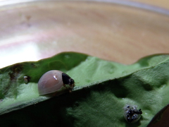 Phrynocaria unicolor