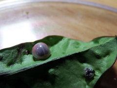 Phrynocaria unicolor