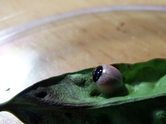 Phrynocaria unicolor