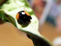 Phrynocaria unicolor