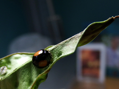 Phrynocaria unicolor