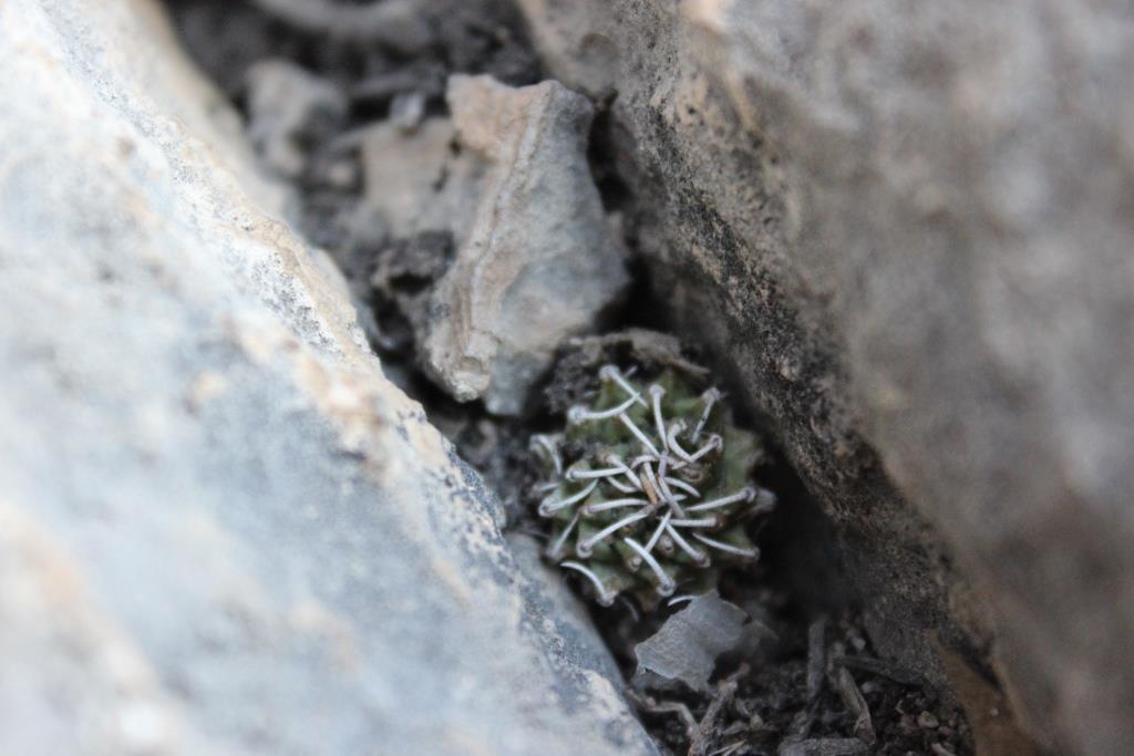 Turbinicarpus schmiedickeanus ssp. andersonii