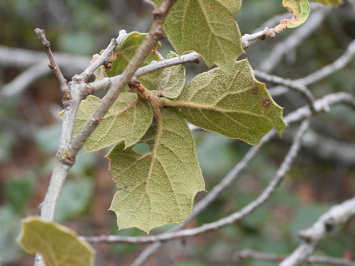 Quercus hintoniorum