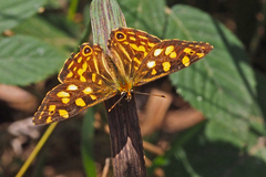 Oreixenica kershawi