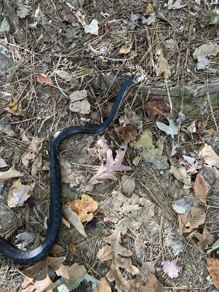 Eastern/Gray Ratsnake Complex from Buck Jones Rd, Raleigh, NC, US on ...