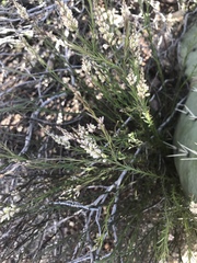 Polygala scoparioides