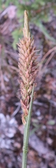 Carex filifolia