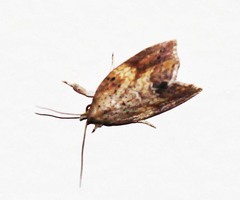 Camptozada mirabilis