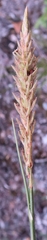Carex filifolia