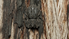 Stephanopis altifrons