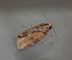 Etanna breviuscula