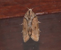 Etanna breviuscula