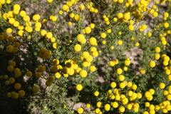 Oncosiphon pilulifer