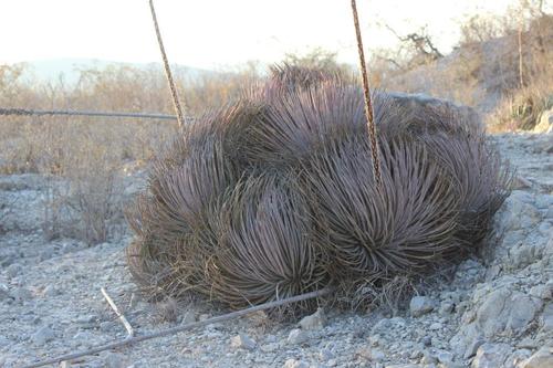 Echinoagave striata