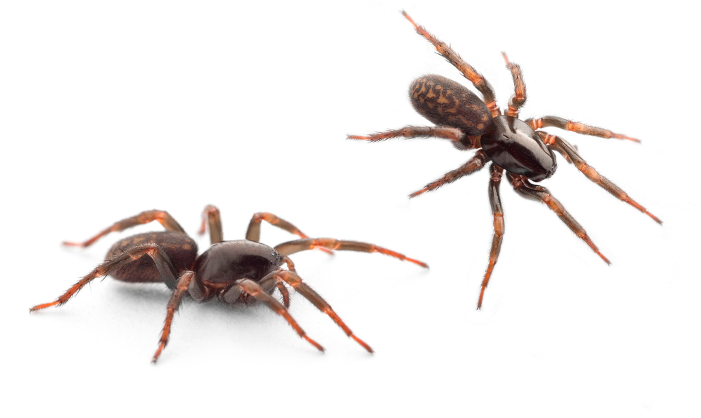 Selamia reticulata