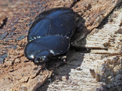 Hololepta plana