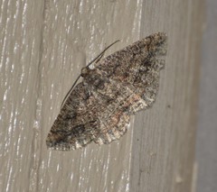 Pterospoda nigrescens