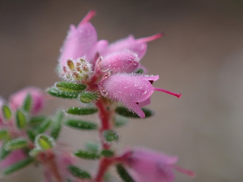 Image of Erica vallis by (c) Ren Hoekstra, some rights reserved (CC BY)