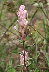 Castilleja raupii