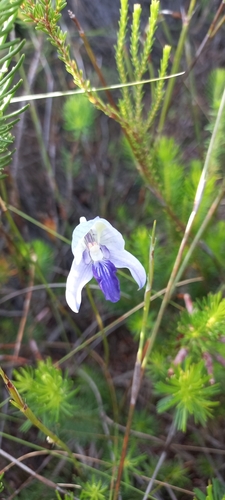 Image of Disa purpurascens by (c) Adele SL, some rights reserved (CC BY)
