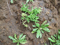 Disphyma australe australe