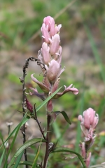 Castilleja raupii