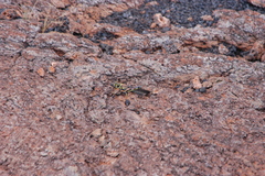 Schistocerca melanocera