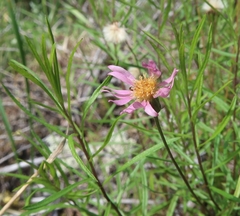 Symphyotrichum yukonense