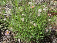 Symphyotrichum yukonense